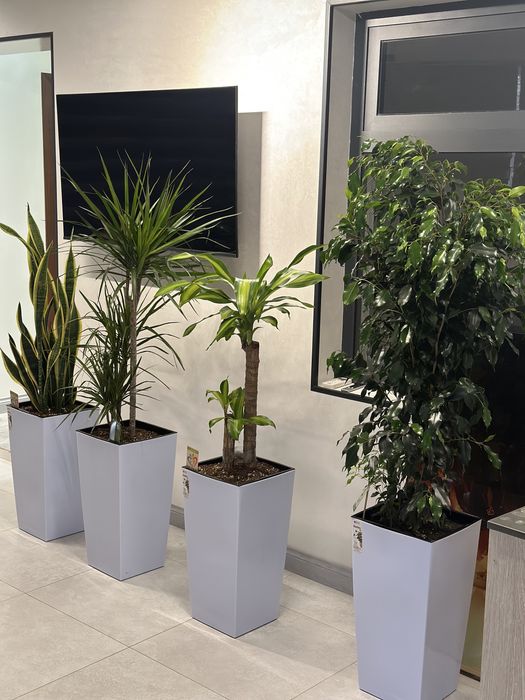 Распродажа! Растение + горшок gul + tuvak для офиса