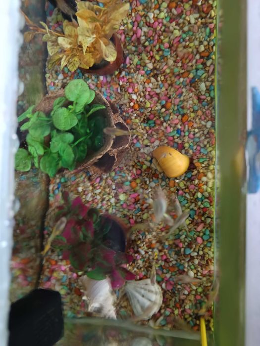 Декоративни рибки Гупи