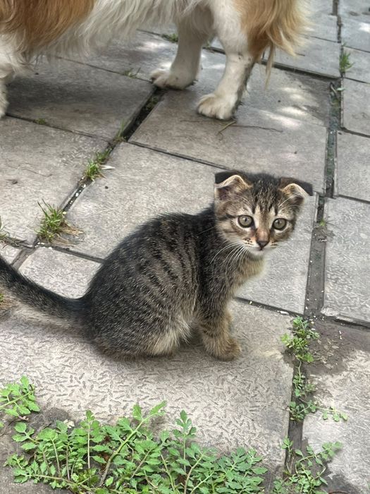 Шотландские котята