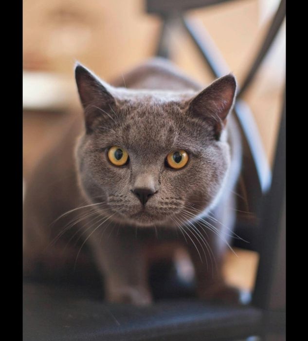 British male cat