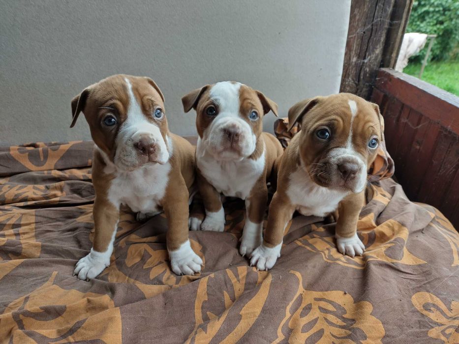 Американски питбул териер ,,Ред ноус''(American pitbull terrier Red nose)