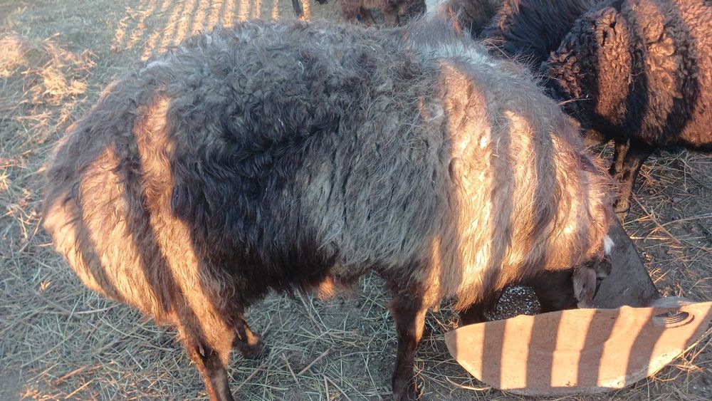Продам барана кошкара