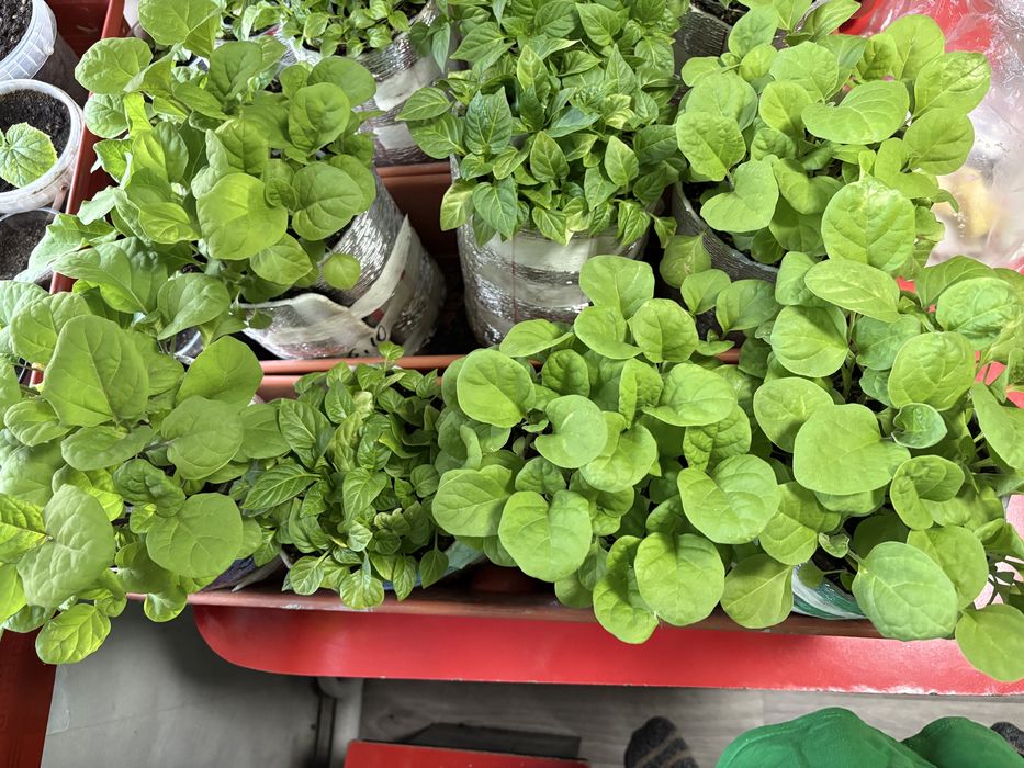 Рассада баклажан перца