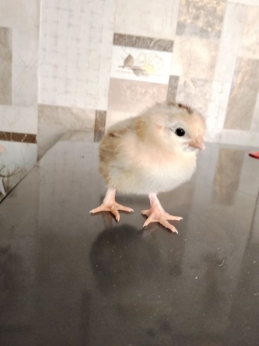 Продам цыплят из под квочки