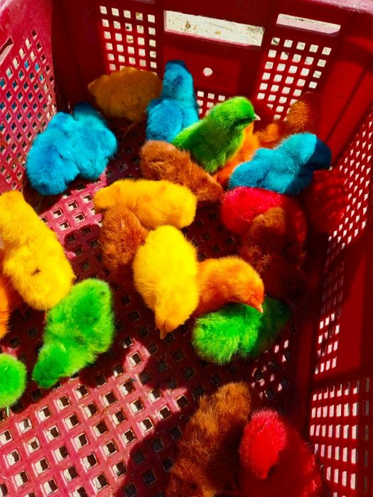 10min somdan sindi boyalgan jojala