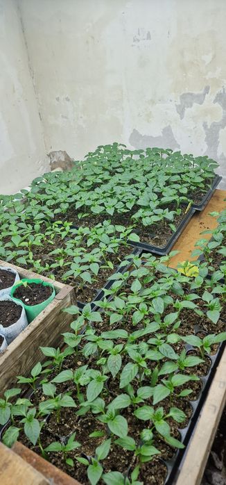Рассада помидор перца