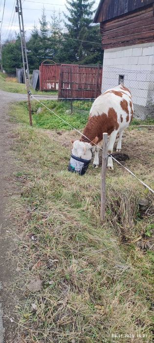 Vaca tânără cu lapte la prima fătare de vânzare