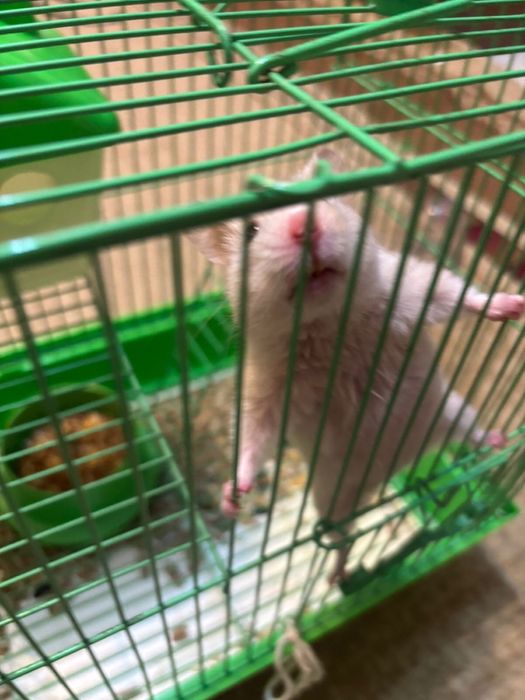 Продам хомяка с клеткой