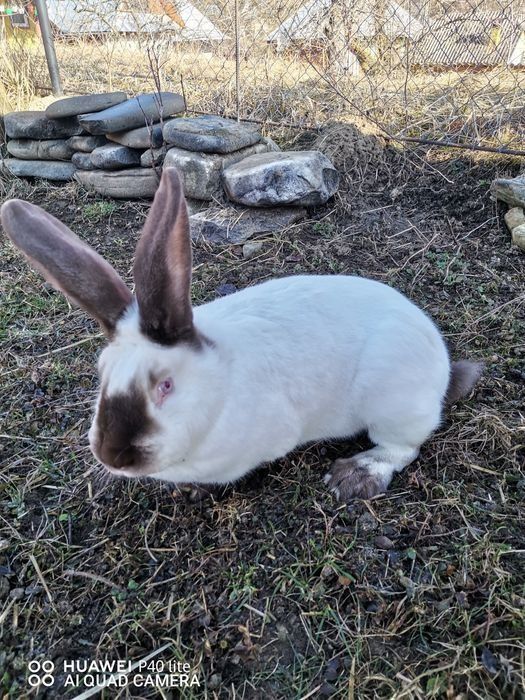 Vând iepuri de la 2 la 5 luni