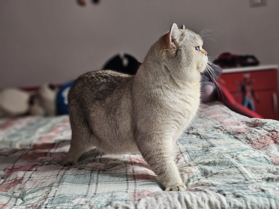 British shorthair ny 2133