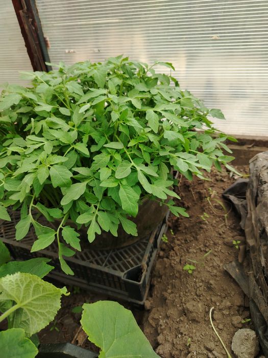 Рассада домашняя закаленная
