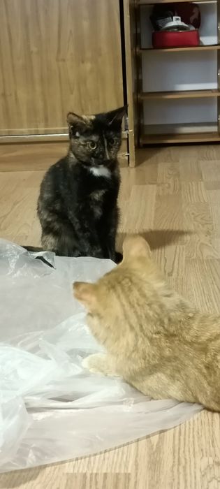 Отдам котенка в добрые руки