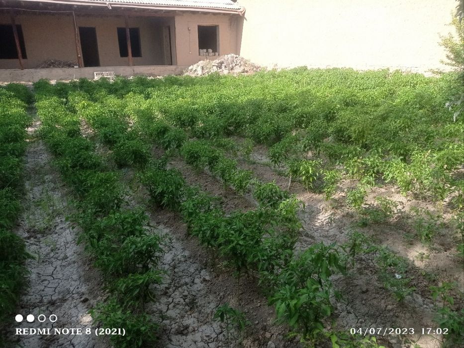 6 sotixli uchastka sotiladi