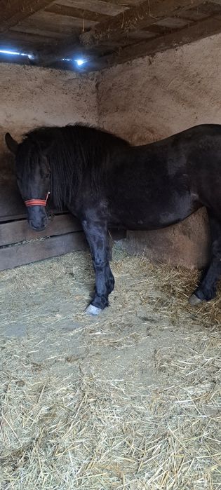 Vând  mânză  de trei ani