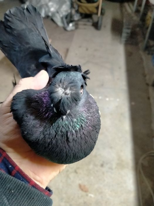 Пара молодых жуков