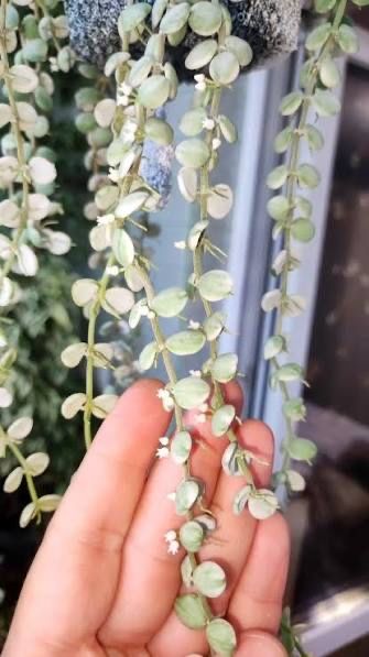 Цветы Дисхидия миллион сердец вариегатная