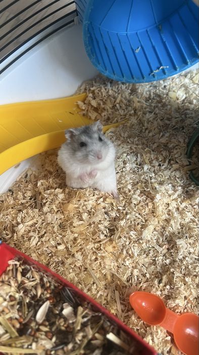 Cusca Hamster Circ + Hamster Pitic Alb