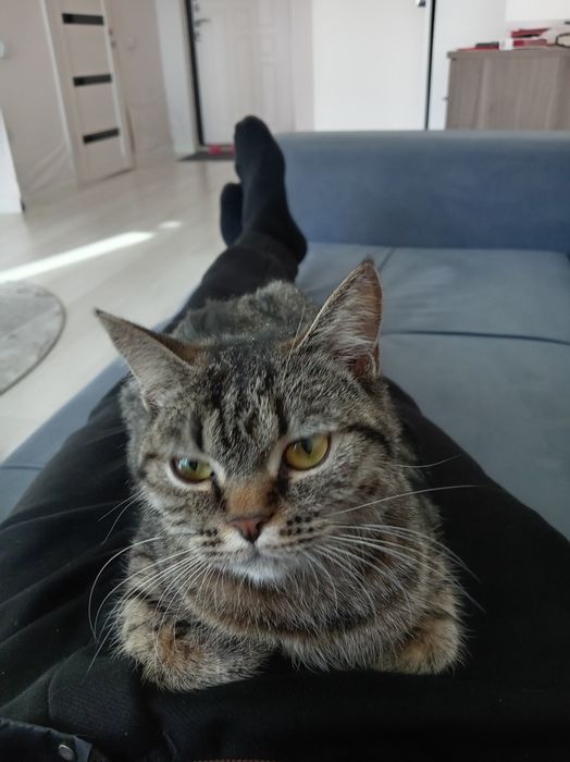 Кошка в месте игрушки