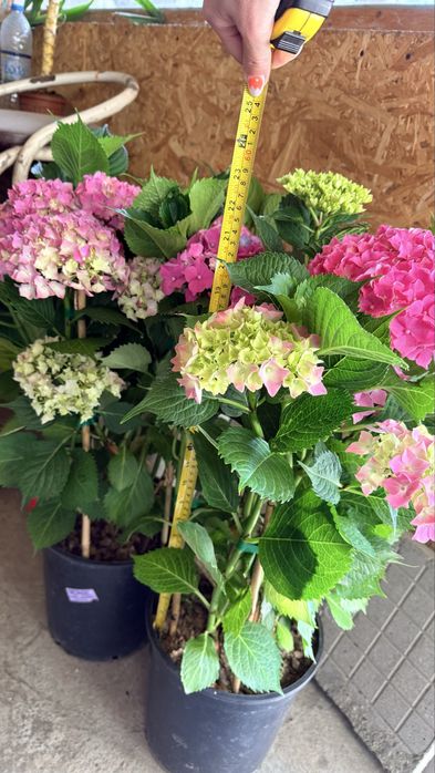 Градинска хортензия (Hydrangea) – едри цъфтящи растения