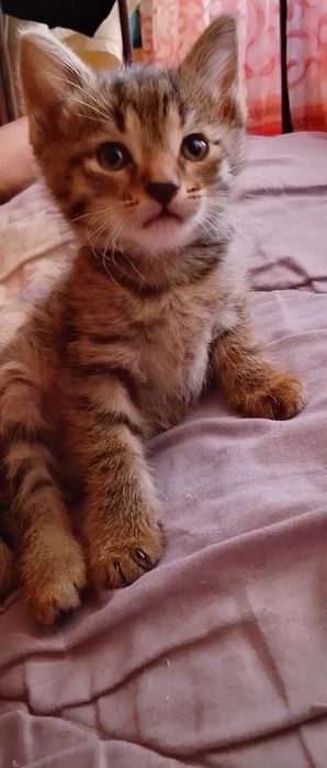 Мушиклар хадияга