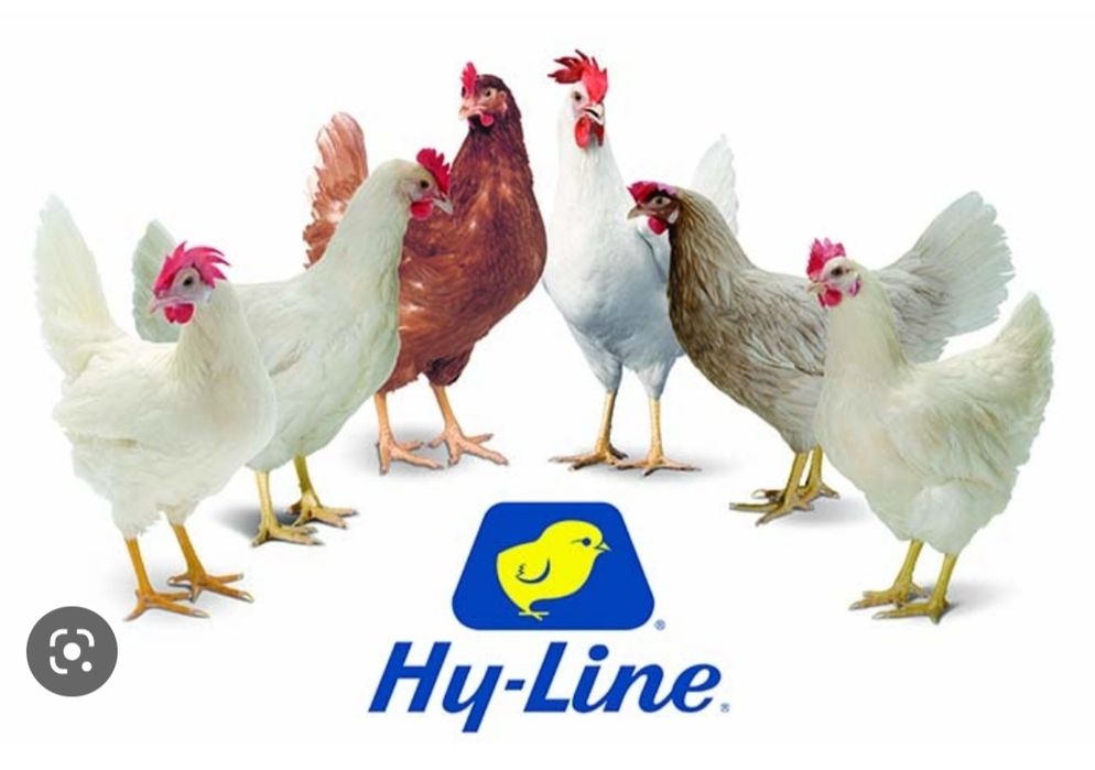 Хай-лайн Сертухум Макён жужалари. Цыплята Курочки несушки.