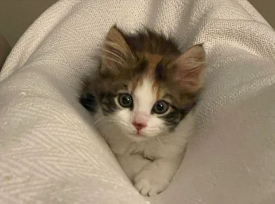 Котенок в хорошие руки