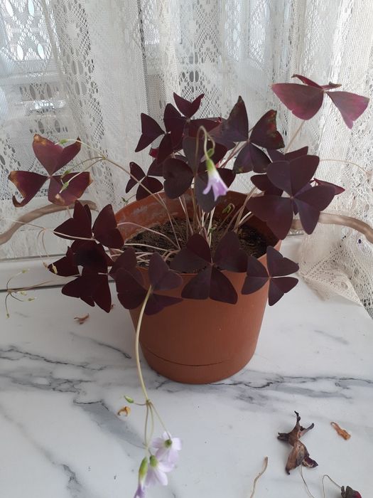 Продам комнатные растения, цветы.