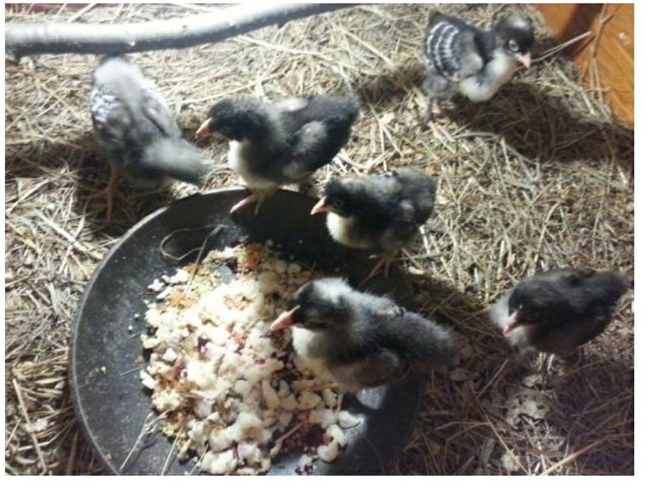 Яйца для инкубатора