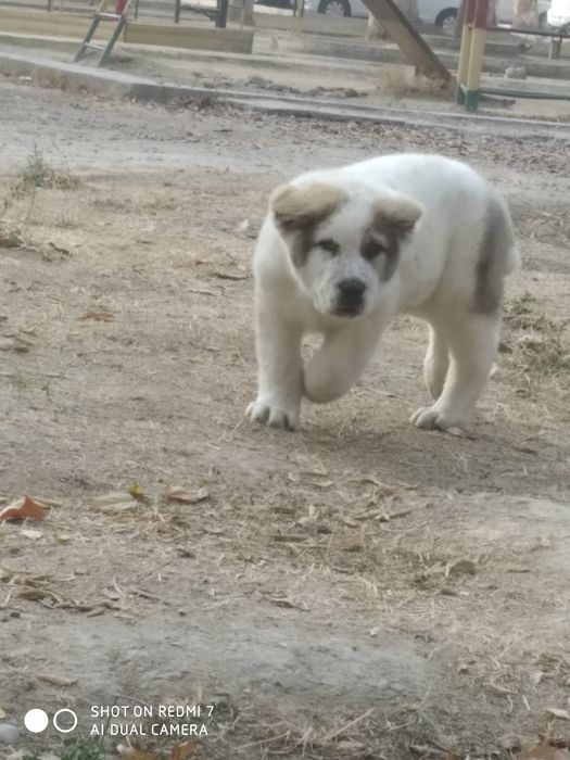 Шенок Алабая чистокровный