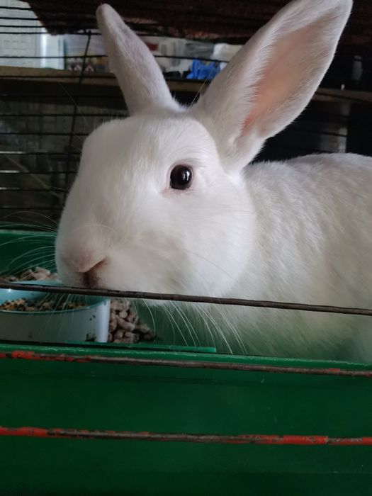 Продам кроля мальчика