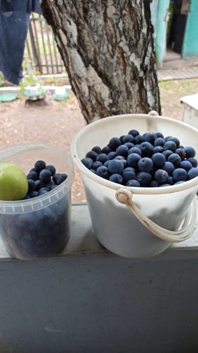 Срочно продам дачу