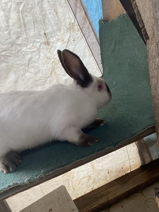 Кролихи калифорния