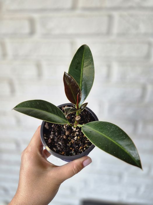 Продам Фикус Мелани