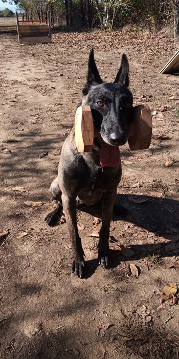 Кученца Белгийска Овчарка Малиноа