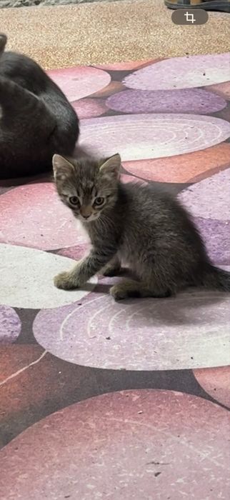 Бесплатно отдам котят