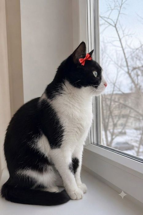 Котята бесплатно