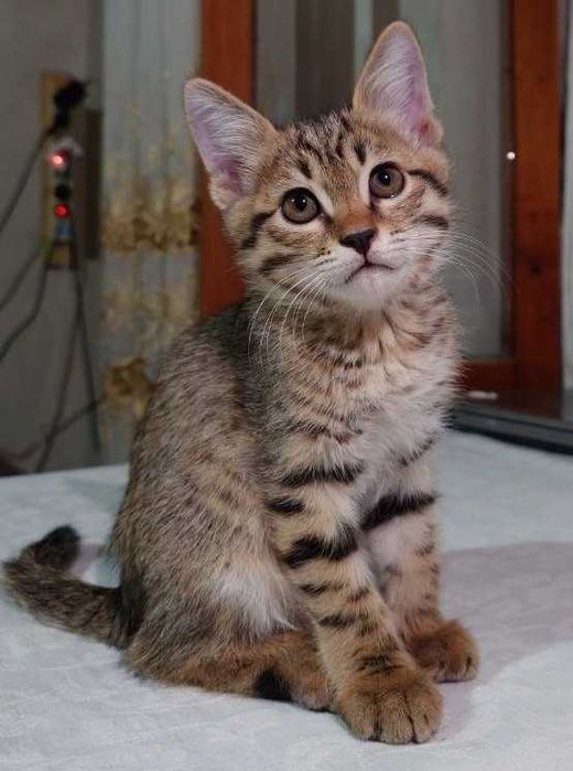 Отдадим котят / Мушукчаларни берворамиз
