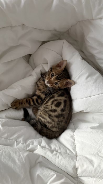 Бенгальский котенок
