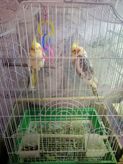 Корелловые попугаи