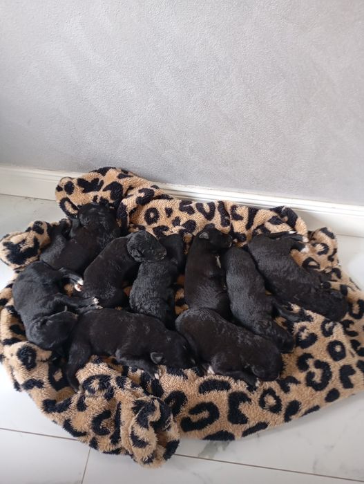 Căței Ogar spre DONATIE