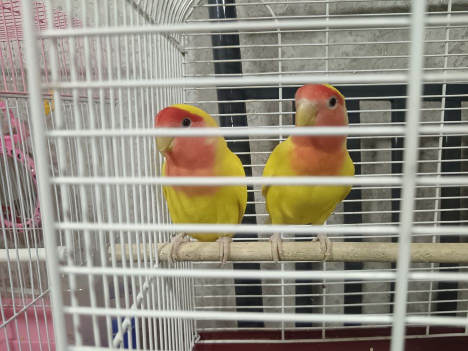 Попугаи неразлучники