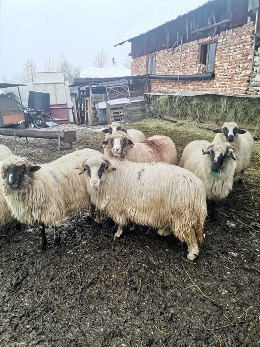 Oi breze de vânzare