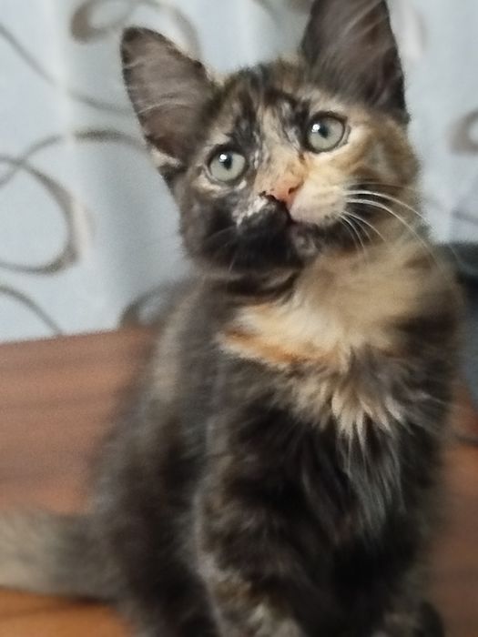 Отдам котенка кошечку