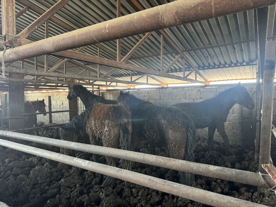 Семыз жілқілар сатлмда