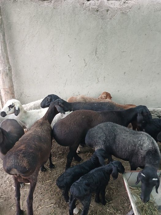 Zotli qo'y qozilar sotiladi