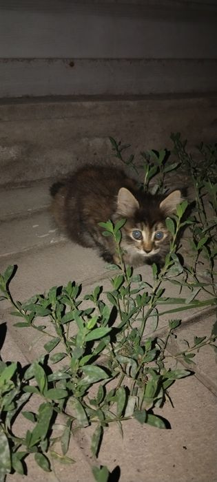 Бесплатно двухмесячный котёнок девушка.