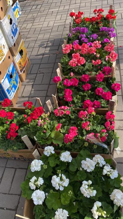 Продаю цветочки