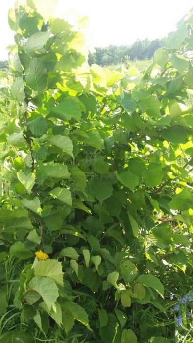 Alune si puieti de alun