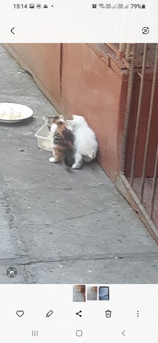 В хорошие ручки котят