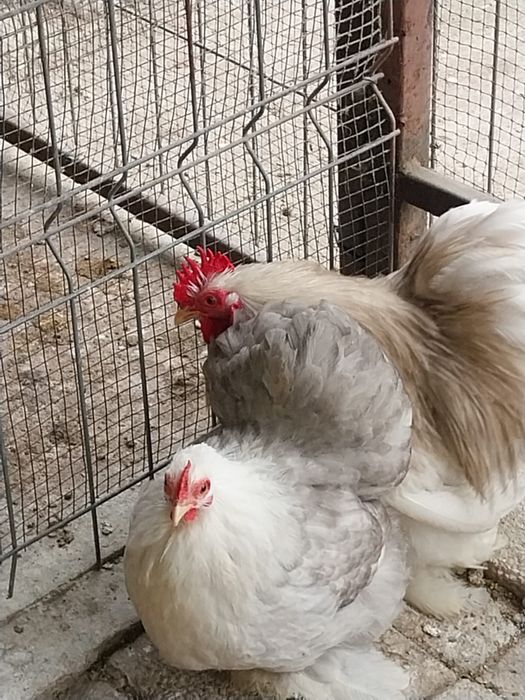 Cochinchina pitic Bobtail